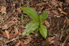 Mischocarpus pyriformis