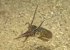Euprymna