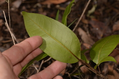 Mischocarpus pyriformis