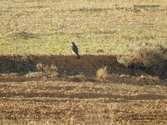 Falco columbarius