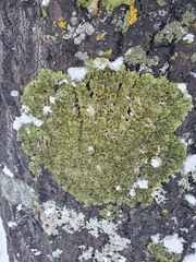 Melanohalea exasperatula