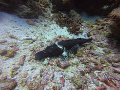 Cymbacephalus beauforti