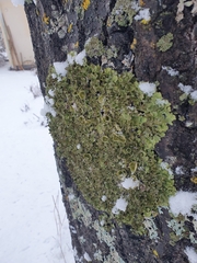 Melanohalea exasperatula