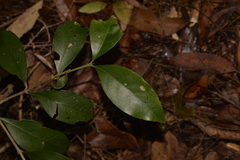 Cyclophyllum