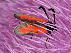 Zygaena punctum