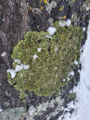 Melanohalea exasperatula