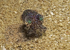 Euprymna