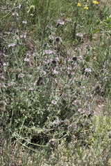 Marrubium supinum