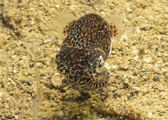 Euprymna