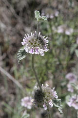 Marrubium supinum