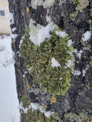 Melanohalea exasperatula