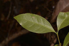 Cyclophyllum