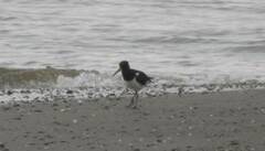 Haematopus ostralegus