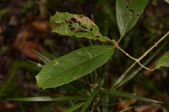 Gmelina leichhardtii
