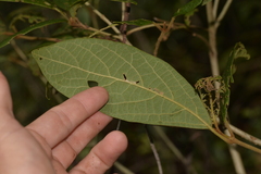 Gmelina leichhardtii