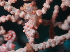 Hippocampus bargibanti