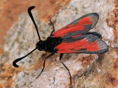 Zygaena punctum