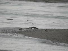 Haematopus ostralegus