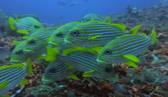 Plectorhinchus polytaenia