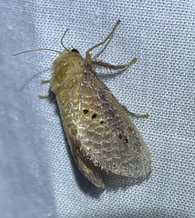 Doratifera quadriguttata