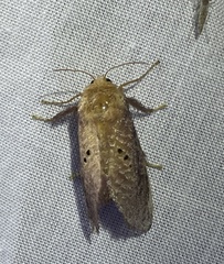 Doratifera quadriguttata