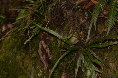 Asplenium attenuatum