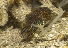 Euprymna