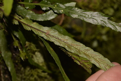 Asplenium attenuatum