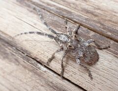 Crossotus brunneopictus