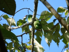 Psilopogon asiaticus