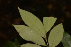 Diospyros pentamera