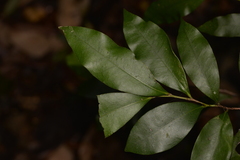Diospyros pentamera