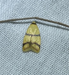 Heteroteucha translatella