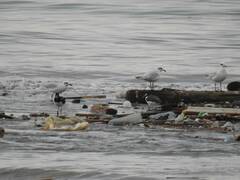 Ichthyaetus melanocephalus