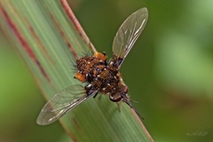 Bombylella elegans