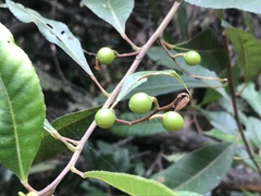 Elaeocarpus reticulatus