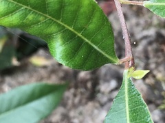 Elaeocarpus reticulatus