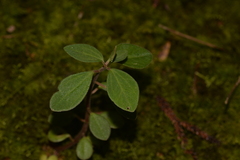 Peperomia leptostachya