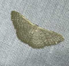 Idaea eretmopus