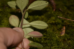 Peperomia leptostachya