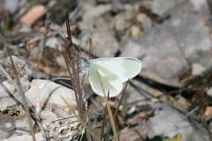 Leptidea duponcheli