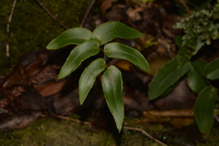 Pellaea paradoxa