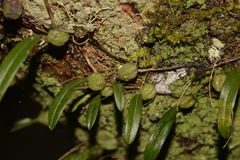 Bulbophyllum exiguum