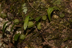 Bulbophyllum exiguum