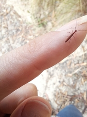 Cerambycoidea