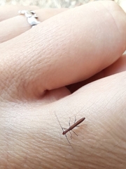 Cerambycoidea