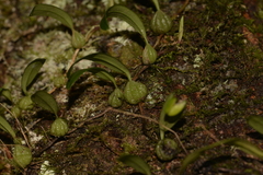 Bulbophyllum exiguum
