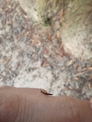 Cerambycoidea