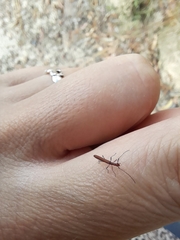 Cerambycoidea