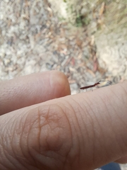 Cerambycoidea